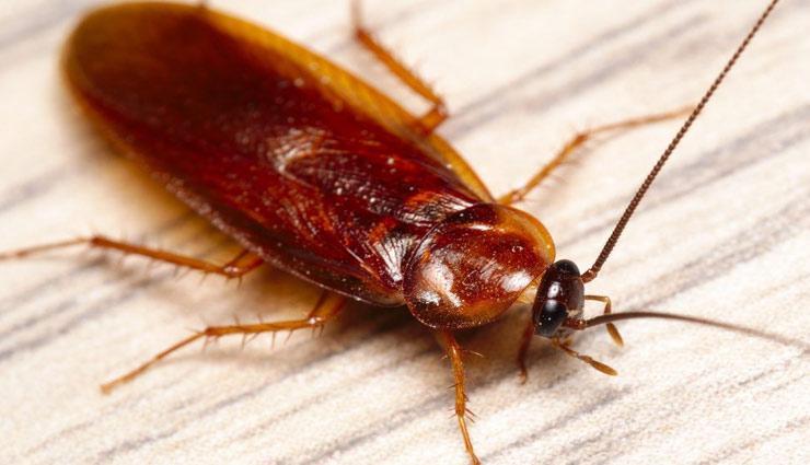 home remedies,free home from cockroach,to get rid of cockroach,cockroach tips