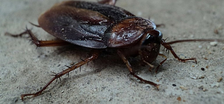 home remedies for cockroaches,cockroaches at home,cockroaches,household tips