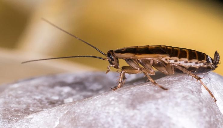 घर को काकरोच से निजात दिलाएंगे ये नुस्खें, आजमाते ही दिखेगा असर cockroaches,cockroaches remedies,home remedies
