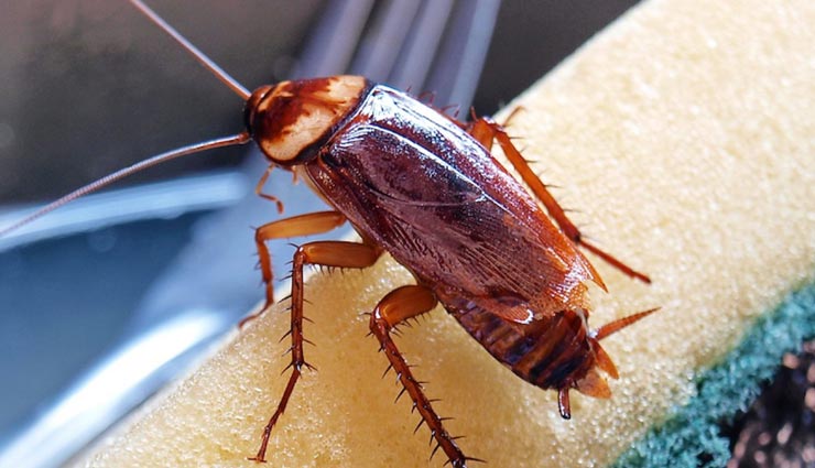 cockroaches,cockroaches remedies,home remedies ,कॉकरोच, कॉकरोच से छुटकारा, घरेलू उपाय