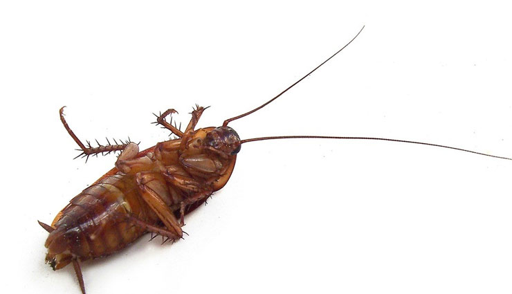 cockroaches remove tips,household tips,cockroaches ,कॉकरोच, कॉकरोच भगाने के तरीके. लौंग, रेड वाइन, चिनिं, अंडा, केरोसिन ऑयल 