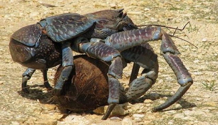इंसान की हड्डियां तक तोड़ सकता हैं दुनिया का यह सबसे ताकतवर केकड़ा