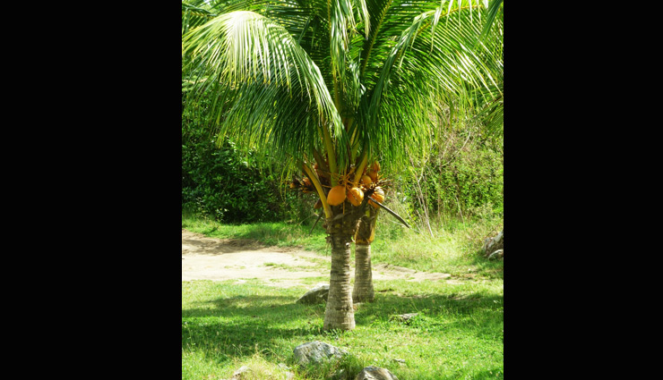 right direction to keep plants in house for growth and prosperity,vastu tips to keep plants in house,plants for growth,astrology tips