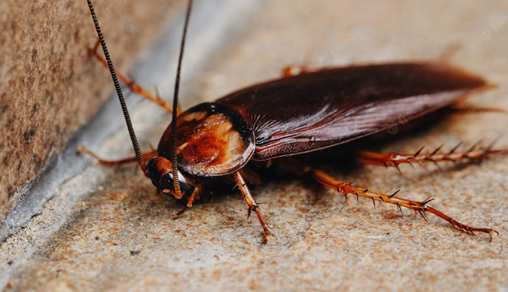 cockroaches,us company,weird news