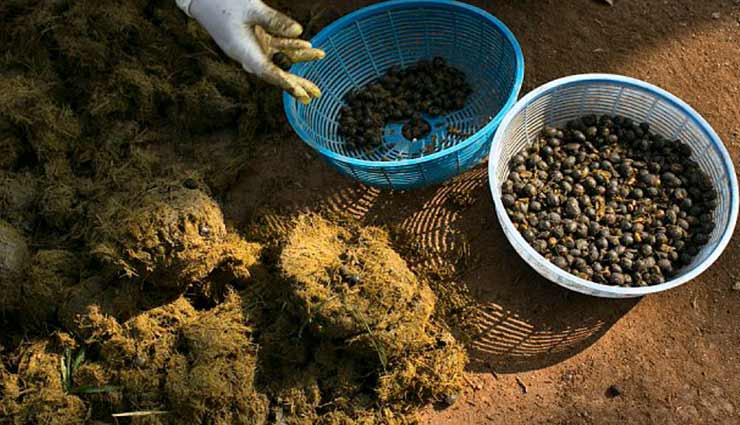 weird news,weird information,black ivory coffee,coffee made by elephant dung,thailand