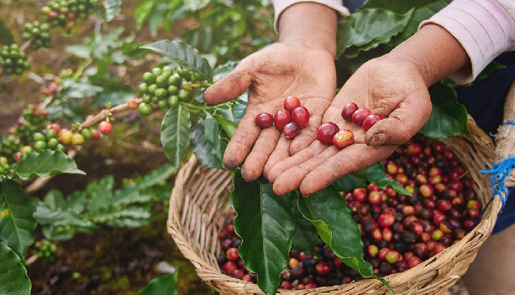 7 Beautiful Coffee Plantations To Visit in India