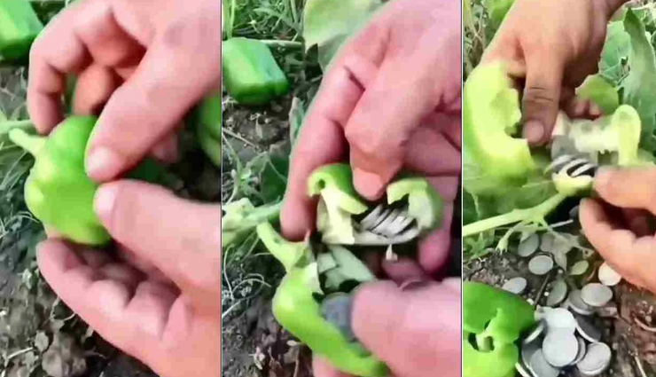 सोशल मीडिया पर आग लगा रहा यह वीडियो, शिमला मिर्च को काटने पर निकल रहे सिक्के