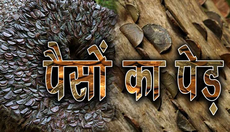 क्या आपने कभी पैसों के पेड़ के बारे में सुना है, आइये आज हम बताते हैं आपको coin tree,weird story