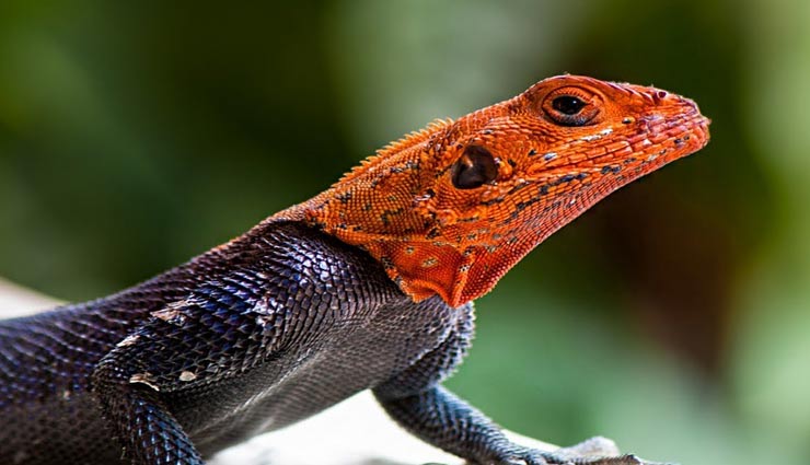 colorful lizards,colorful lizards found in india,indian chameleon,changeable garden lizard,fan throated lizard,southern flying lizard,anaimalai spiny lizard