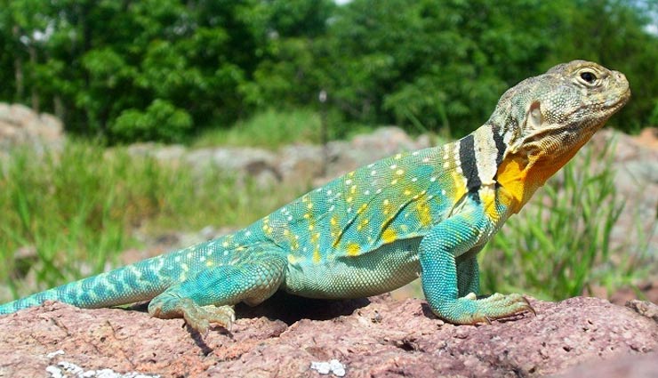 colorful lizards,colorful lizards found in india,indian chameleon,changeable garden lizard,fan throated lizard,southern flying lizard,anaimalai spiny lizard