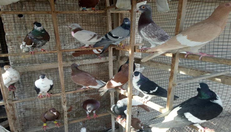 सीकर : रातोंरात चोरी हो गए 146 कबूतर, एक की कीमत पांच हजार रुपए, पुलिस ने नहीं लिखी FIR