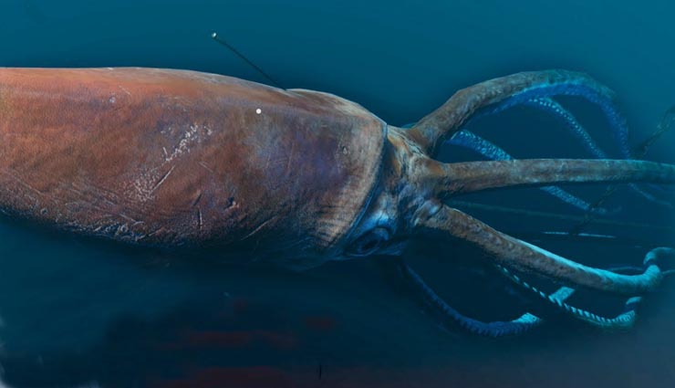 biggest animal in world,blue whale,colossal squid,african elephant,giraffe,brown beer,travel,holidays