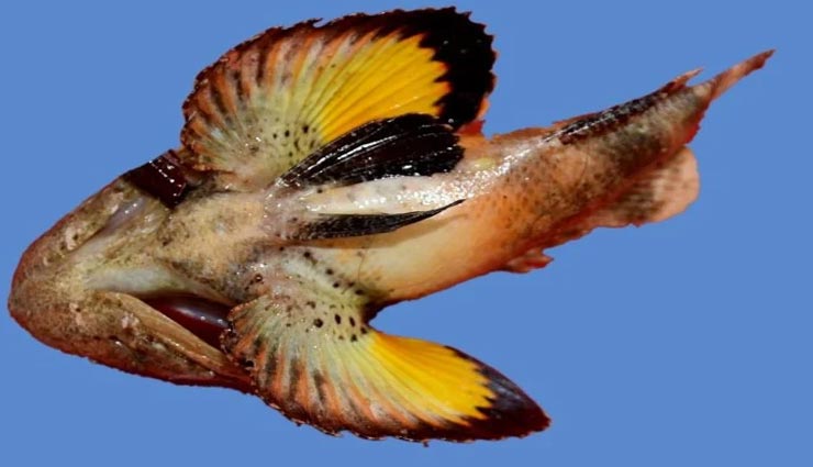 इस दुर्लभ मछली का जहर कर सकता हैं इंसान को परेशान, गिरगिट की तरह बदलती है रंग
