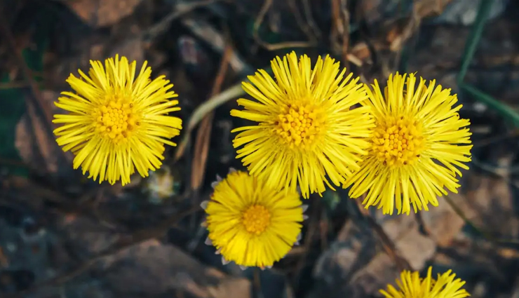 health benefits of coltsfoot,coltsfoot for respiratory health,coltsfoot herbal remedy,coltsfoot for cough relief,coltsfoot for asthma treatment,coltsfoot for lung health,coltsfoot for sore throat,coltsfoot anti-inflammatory properties,coltsfoot for detoxification,coltsfoot for skin health,coltsfoot for digestive issues,coltsfoot immune system support,coltsfoot as a natural expectorant,coltsfoot for reducing bronchitis symptoms,coltsfoot for soothing irritated skin,coltsfoot antioxidant benefits,coltsfoot tea benefits,coltsfoot for better breathing,coltsfoot for easing breathing problems