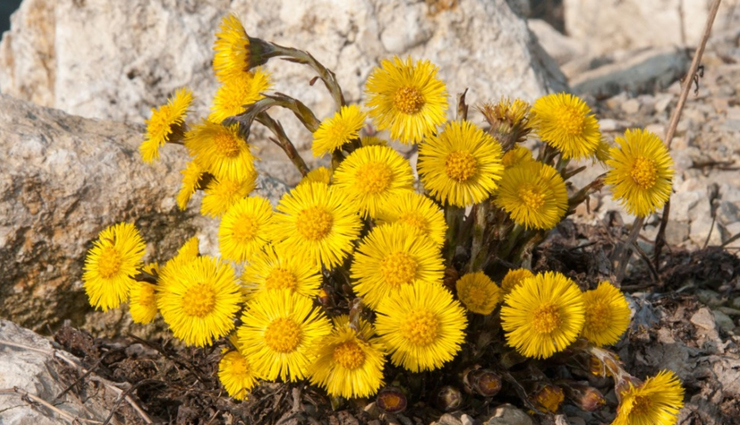 least known health benefits of coltsfoot,coltsfoot herbal benefits,coltsfoot for respiratory health,coltsfoot tea benefits,coltsfoot for cough relief,coltsfoot for lung health,digestive benefits of coltsfoot,coltsfoot for skin healing,coltsfoot medicinal uses,coltsfoot anti-inflammatory properties,natural remedies with coltsfoot,coltsfoot for congestion,coltsfoot for sore throat,coltsfoot herbal tea benefits