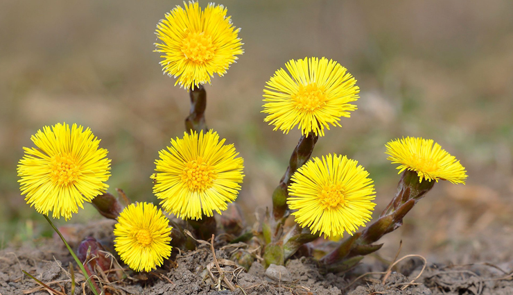 5 Least Known Health Benefits of Coltsfoot