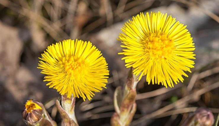 least known health benefits of coltsfoot,coltsfoot herbal benefits,coltsfoot for respiratory health,coltsfoot tea benefits,coltsfoot for cough relief,coltsfoot for lung health,digestive benefits of coltsfoot,coltsfoot for skin healing,coltsfoot medicinal uses,coltsfoot anti-inflammatory properties,natural remedies with coltsfoot,coltsfoot for congestion,coltsfoot for sore throat,coltsfoot herbal tea benefits