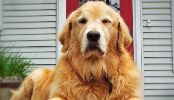 5 pets who are a big television celebrity,television celebrity pets,wishbone,astro,tiger,comet,brian