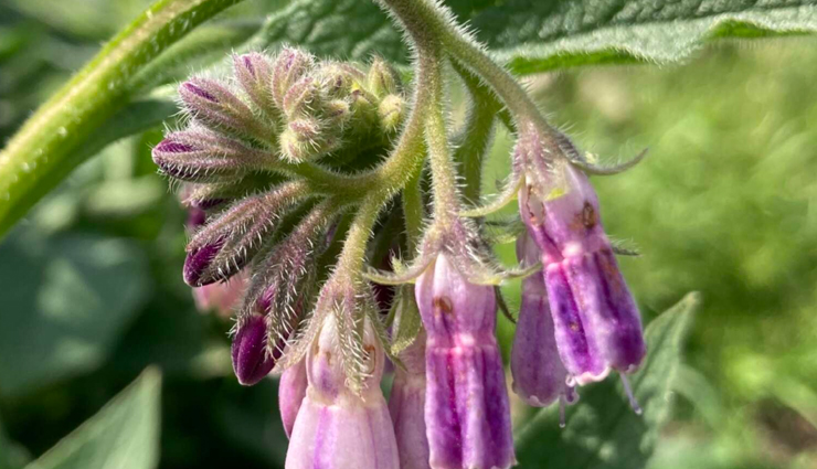 bed sore treatment,home remedies for bed sores,natural remedies for bed sores,bed sore relief,healing bed sores naturally,soothing bed sores at home,treating bed sores with natural remedies,bed sore remedies,best natural treatments for bed sores,bed sore prevention,treating bed sores naturally,effective home remedies for bed sores,bed sore treatment at home,healing bed sores at home,natural bed sore treatment options,how to get rid of bed sores naturally,bed sore care at home,remedies for bed sores on the buttocks,home treatments for pressure ulcers,how to heal bed sores at home