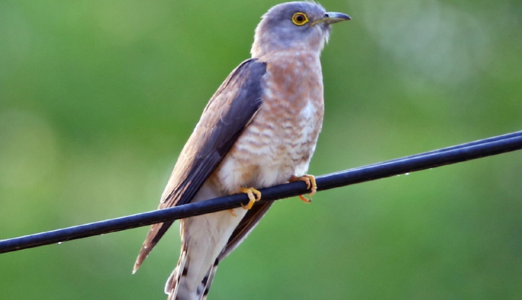 jungle birds,jungle birds you can spot  in india,india tourism,tourist places in india,india tourist places,holidays,travel