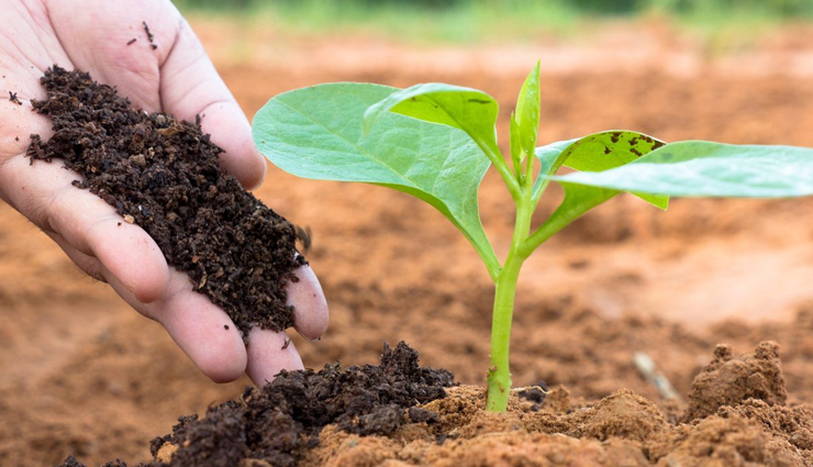 potato peels,health benefits of potato peels,healthy living,Health tips