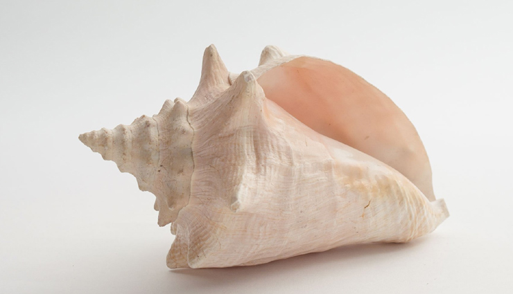 facts about conch shell,facts about shankh,shankh,weird facts