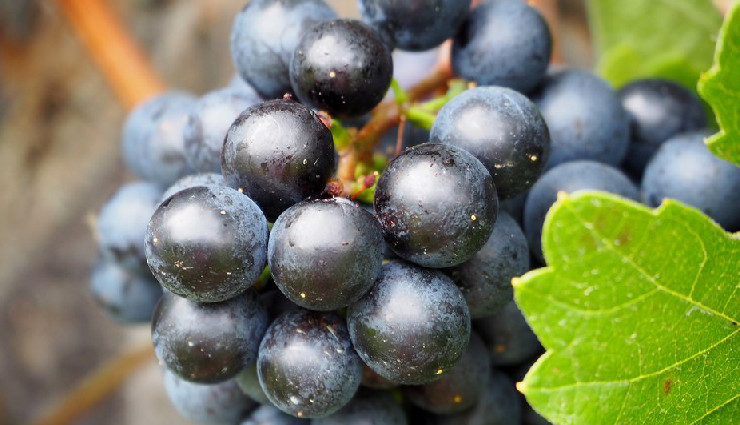 Ever Heard About Concord Grapes? Here are Its 10 Amazing Health Benefits