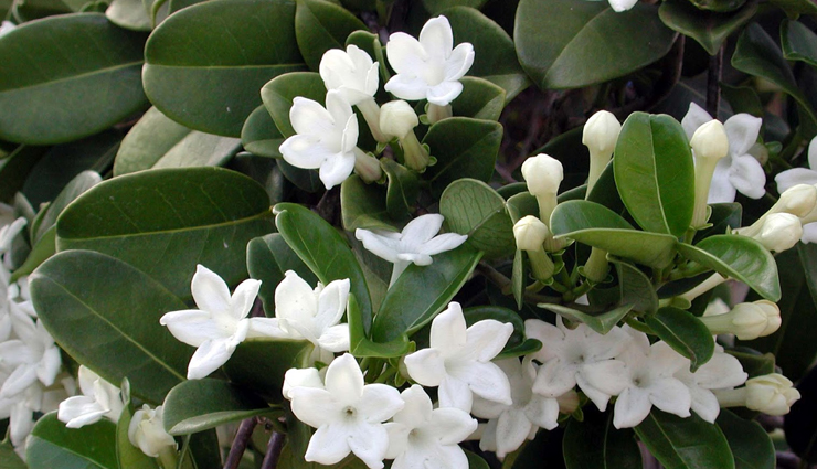 anorexia nervosa treatment,home remedies for anorexia nervosa,natural remedies for anorexia nervosa,anorexia nervosa recovery tips,anorexia nervosa cure,anorexia nervosa diet plan,anorexia nervosa therapy,anorexia nervosa herbal remedies,holistic remedies for anorexia nervosa,anorexia nervosa remedies for appetite stimulation,anorexia nervosa remedies for weight gain,anorexia nervosa remedies for depression,anorexia nervosa remedies for anxiety,anorexia nervosa remedies for digestive health,anorexia nervosa remedies for body image issues,anorexia nervosa remedies for nutritional deficiencies,ayurvedic remedies for anorexia nervosa,Health,Health tips