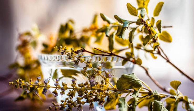 health benefits of consuming tulsi,health benefits of tulsi,Health tips,fitness tips