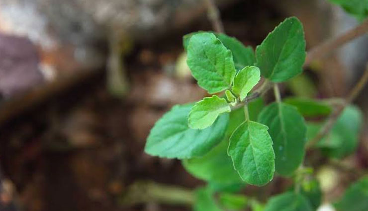 5 Bizarre Health Benefits of Consuming Tulsi Daily