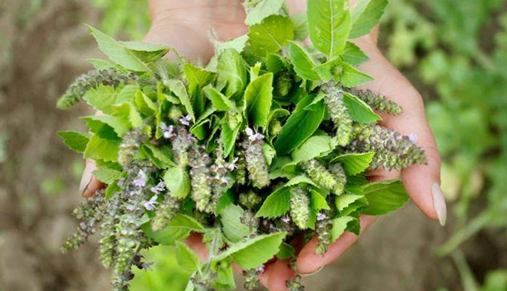 health benefits of consuming tulsi,health benefits of tulsi,Health tips,fitness tips