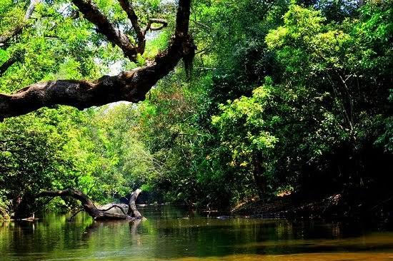 coorg,attractions in coorg,abbey falls,coffee plantations,mountain trekking,rajas seat,dubare elephant camp