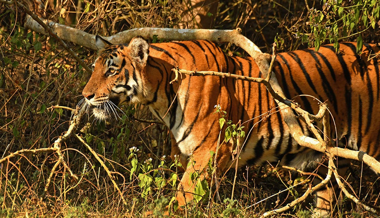 coorg travel destinations,top tourist attractions in coorg,best things to do in coorg,coorg sightseeing guide,coorg natural wonders and cultural treasures,coorg holiday itinerary,coorg adventure and outdoor activities,hidden gems in coorg for travelers,coorg tourism recommendations,memorable experiences in coorg