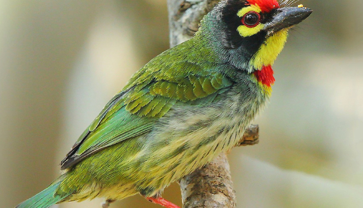 jungle birds,jungle birds you can spot  in india,india tourism,tourist places in india,india tourist places,holidays,travel