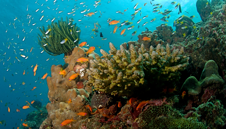 pattaya attractions,things to do in pattaya,pattaya tourist activities,pattaya adventure sports,pattaya nightlife guide,pattaya floating market experience,tiffany cabaret show pattaya,pattaya street food delights,elephant village pattaya,sanctuary of truth pattaya,big buddha pattaya,coral island pattaya,pattaya beach activities,pattaya cultural experiences,best of pattaya tourism