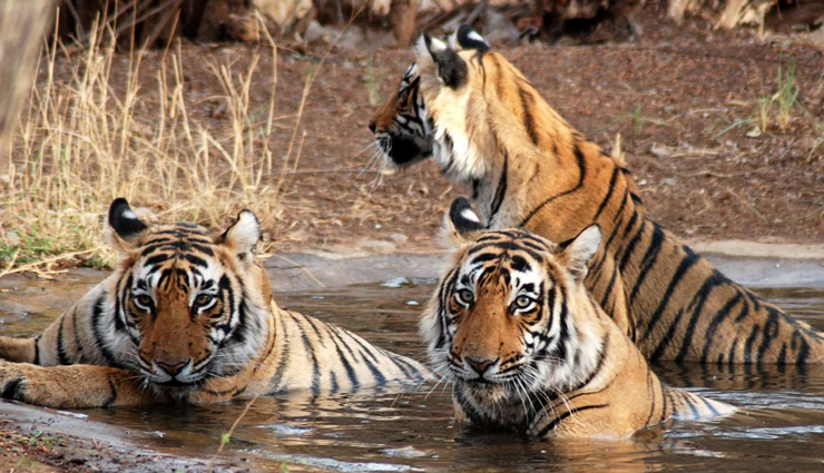 holidays,places to enjoy holidays after 60 in india,travel,tourism