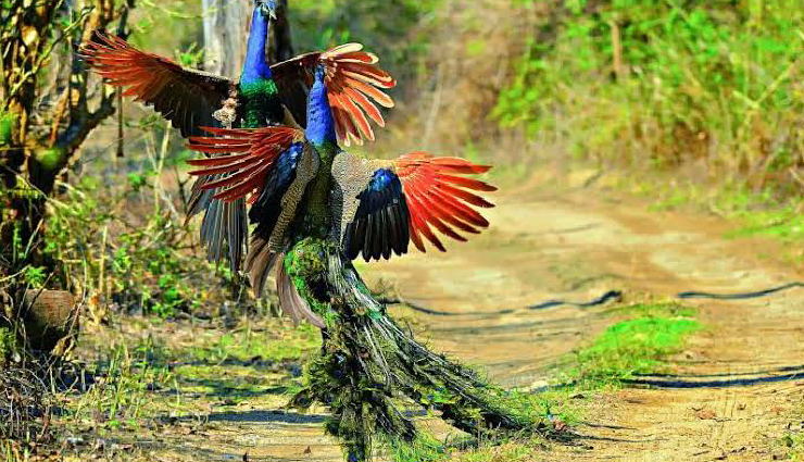 birdwatching spots in india,best places for birding in india,indian birding destinations,top birdwatching locations in india,prime birding spots across india,birdwatching sites in india,birding hotspots in india,indian birding trails,birding sanctuaries in india,must-visit birding places in india,indian birdwatching havens,birding paradises in india,indian birding sites for enthusiasts,prime birding destinations in india,indian birding hotspots and trails,birdwatching sanctuaries in india,lesser-known birding spots in india,birding locales across india,birding areas in diverse indian landscapes,india diverse birding habitats,popular birding spots in india wilderness,exclusive birding locations in india