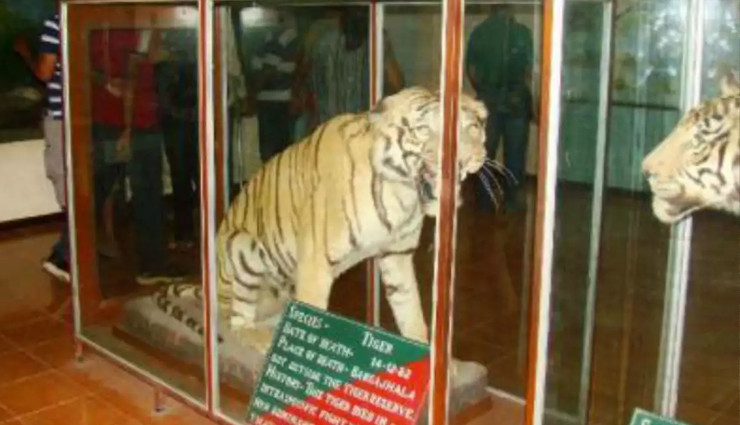 jim corbett national park,untamed adventures,wildlife safari,nature exploration,wildlife photography,tiger reserve,corbett national park guide,jim corbett travel tips,best time to visit corbett,adventure activities,wildlife encounters,corbett national park attractions,eco-tourism,nature conservation,wildlife conservation,corbett national park travel guide