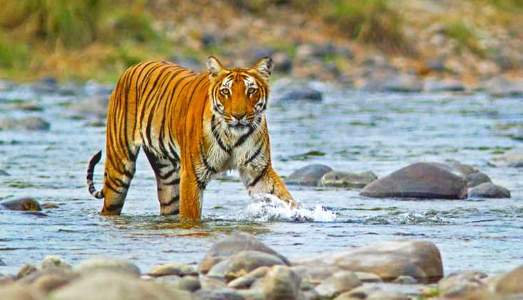 वाइल्डलाइफ फोटोग्राफर्स के लिए किसी जन्नत से कम नहीं है भारत की ये 10 जगहें, विदेशों से भी आते है लोग wildlife photography in india,best places for wildlife photography,wildlife photography destinations in india,top wildlife photography spots in india,wildlife photography tips,indian wildlife photography hotspots,wildlife sanctuaries in india,national parks for photography in india,wildlife photography tours in india,indian wildlife photography guide,best locations for wildlife photography in india,wildlife photography in western ghats,tiger photography in india,bird photography in india