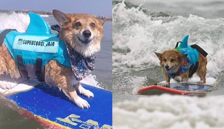 इस कुत्ते की जिंदगी है इंसानों से भी आलीशान, इंस्टाग्राम पर लाखों में हैं फॉलोवर्स 