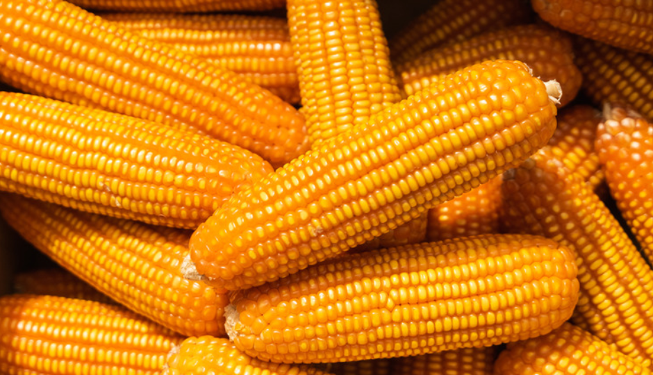 corn pakore,corn pakore rainy season,corn pakore ingredients,corn pakore recipe,corn pakore tasty,corn pakore delicious,corn pakore monsoon,corn pakore spicy