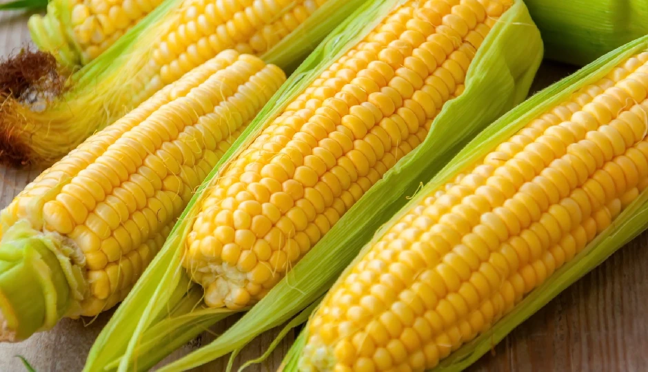 भुट्टा खाने से हो सकता है बड़ा नुकसान! इन 6 तरह के लोग रहें सावधान