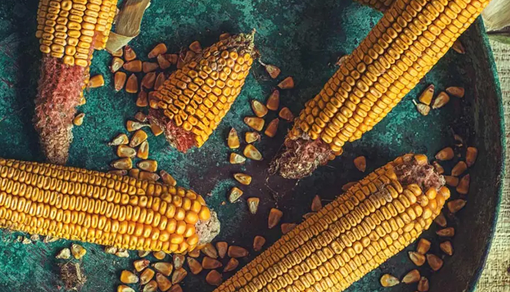 health benefits of corn,is corn a vegetable or grain,corn nutrition facts,maize health benefits,corn in monsoon,gluten-free grains,fibre-rich foods,antioxidants in corn,lutein and zeaxanthin,corn for digestion,corn vitamin content,monsoon snacks