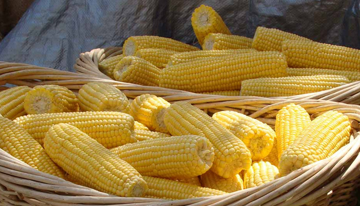 healthy living,healthy benefits of eating corn,benefits of eating corn,how corn is good for health