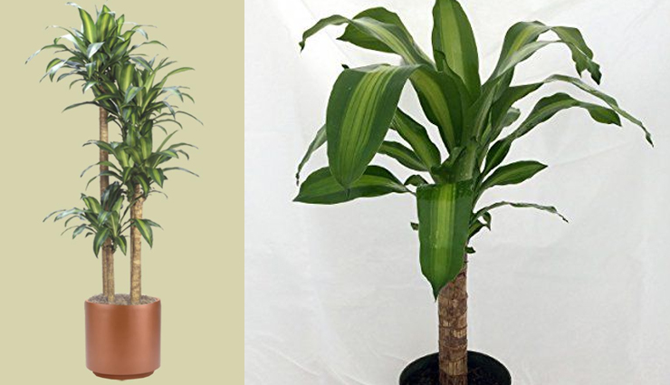 household tips,try theses 5 plants inside your house for amazing air,indoor plants,plants that you can grow at home for fresh air,plants that give amazing air