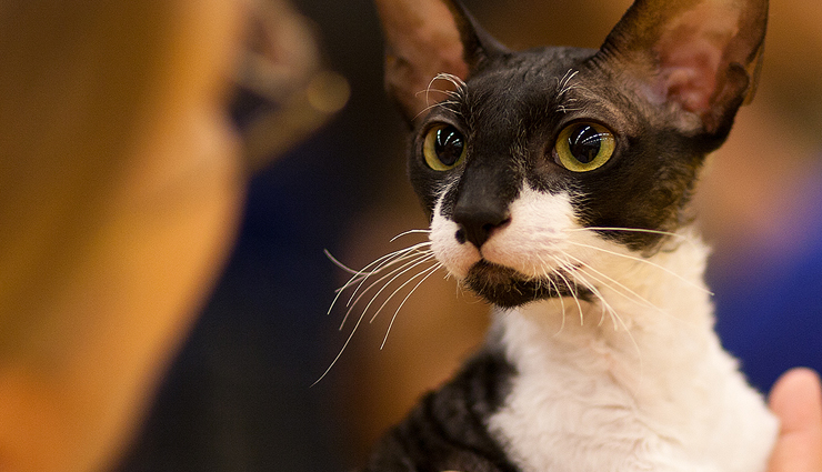 cat breeds,weird cat breed,cat,wild cat,holidays