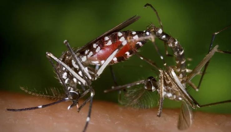 क्या इस मच्छर का बैक्टीरिया कर देगा कोरोना का खात्मा! वैज्ञानिकों की शोध जारी