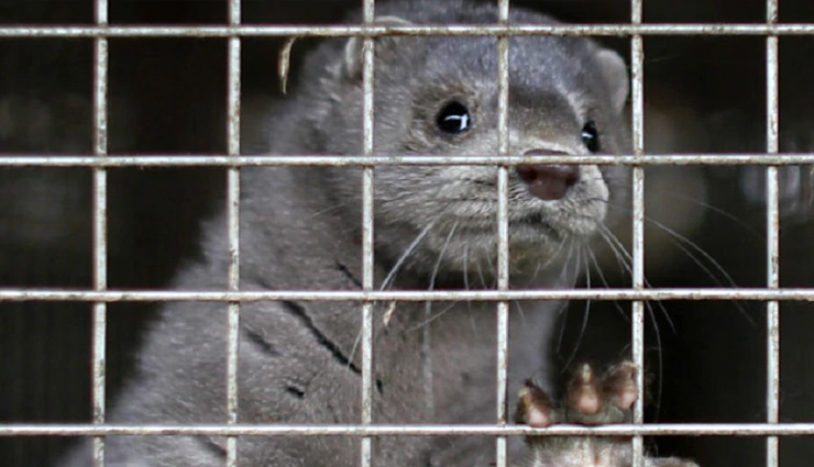 बड़ी चिंता / इंसानों से जानवरों में फैला कोरोना, 10,000 ऊदबिलाऊ मरे coronavirus,covid 19,corona in animals,human,news