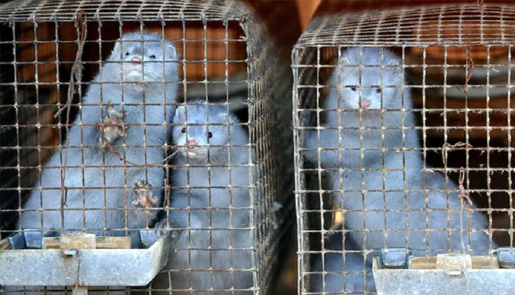 बड़ी चिंता / इंसानों से जानवरों में फैला कोरोना, 10,000 ऊदबिलाऊ मरे