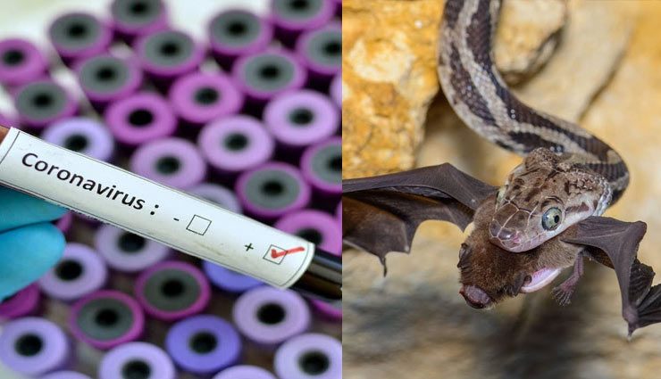 नया खुलासा : चमगादड़ और सांप ने आपस में मिलकर बनाया कोरोनावायरस, अब तक 17 की मौत